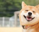 天照式霊視でペットの飼い主様への気持ちを占いします 何を考えているのかは気持ちの波動で繋がる未来へ イメージ4