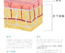 素材お探しですか？図解/美容/解剖イラスト描きます 前職理学療法士でプロのイラストレーターが描く安心クオリティ！ イメージ4