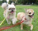 アニマルセラピー遠隔セッションいたします 写真を送っていただければ、ペットの気持ちをお伝えできます イメージ1