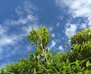恋愛関係のこじれを綺麗に変える方法を教えます 塩を使った簡単な３ステップです イメージ3
