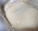 植物、食材を中心に色々な写真を投稿します ミクロの世界への挑戦と探検。まだ見ぬ世界へ。 イメージ8