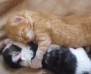 モニター価格恋愛運アップのブロック解除をします オラクルカード1枚引き♡恋愛に特化したブロック解除5個 イメージ3