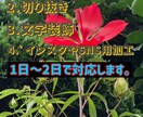 試し版  1枚のみ写真(画像)修正･加工をします 日本一の写真を美しく見せます。 イメージ3