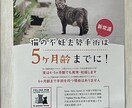 地域猫や多頭飼育崩壊した猫の格安不妊手術相談承ます この出品は購入はされないで、DMからお問い合わせ下さい イメージ7