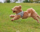犬猫限定　わんにゃん占い　ペットの気持ちを占います 大切な家族の一員ペットにどんなことを聞いてみたいですか？ イメージ3