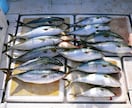 コマセのワラサ釣りで釣れるイカタンの作り方教えます 付けエサはオキアミとイカタンですがイカタンで釣果に差が出ます イメージ1