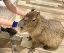 オーラパワーアップで運気を高めます オーラとチャクラのエネルギーを整え、運が良い状態を作ります。 イメージ1