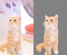 猫や犬などの画像をふわふわのまま透過加工します ペットの写真を透過し合成やオリジナルグッズに利用できます イメージ1