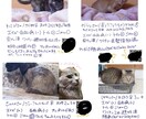 迷子のチラシ、里親募集チラシ作ります 後悔の気持ち、そして優しい気持ちで困っていませんか？ イメージ1