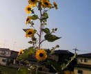 同居の愚痴・悩み聞きます 義両親との同居、も～大変！こんなはずじゃなかった！ イメージ1