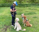 ワンちゃんの飼いはじめをサポートします （トイレ、甘噛み、破壊など望ましくない行動の改善） イメージ2