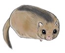 ペット・動物のイラスト作成します 毛並みや模様の特徴を捉えてペットをイラストにします。 イメージ6