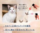 イラストでペットのアイコンをデザインします 背景透過データ付き！二次加工商用利用OK！追加料金なし！ イメージ7