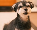 あなたのペットかわいく撮ります 犬、猫、鳥、ハムスター、爬虫類！全てのペット撮影します！ イメージ3
