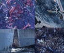 綺麗で雰囲気のある4枚写真を制作します 綺麗なものが好きな方、雰囲気のある写真が好きな方など向け イメージ4