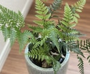 モテる部屋に変える観葉植物プランをご提案します 「“いい感じの部屋”は、植物がつくる。」 イメージ2