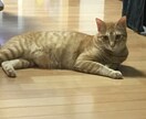 寂しい、眠れないそんな夜にそっと寄り添います 誰かと繋がりたい、そんな日はのんびり・ゆったりと イメージ3