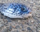 ルアー釣り始めたい方、お手伝いします ルアー釣りを始めたい！そんなあなたのお手伝いをさせて下さい！ イメージ1
