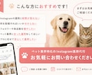 ペット業界特化のInstagram運用代行をします ペット業界に特化したInstagram運用をお任せください イメージ4