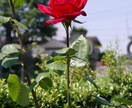 バラの写真を提供します 花の写真が必要な方必見！インテリアにオススメ！！ イメージ2