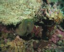 水中写真の素材提供おこないます クマノミやウミウシ、洞窟、地形など撮影してます。 イメージ2