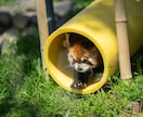 ペットのかわいい写真を撮ります 大切なペットの最高の1枚を残しませんか？ イメージ5
