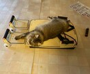 ネコのお話ししませんか？猫トークで盛り上げます 愛ネコYouTuber！猫たちの成長記録や難病克服日記配信 イメージ6