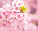 花のように心をひらくリーディング　します あなたの迷いに寄り添うヒーリングタロット イメージ2