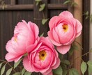 人間関係専門鑑定　あの人との関係が変わり始めます 人間関係は“氣”で変わる。関係修復の鍵は、あなたの波動にある イメージ3