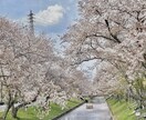 春の写真素材提供します 主に春を感じられる花々の写真を提供します イメージ4
