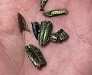 昆虫標本の専門家であなたの標本をさらに輝かせます 昆虫類の標本展足と再構築の専門家です！ イメージ2