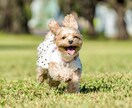 犬、猫、ペットの可愛い表情を撮影します ペットとの大切な日常の思い出を写真に残しませんか？ イメージ1