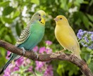 ペット鑑定｜愛する家族の想いを読み解きます 大切な家族。言葉がなくても、想いは必ず届いています。 イメージ4