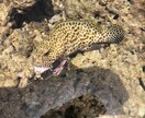 魚が釣れないあなたを絶対釣らせます 釣り初心者、釣りが苦手な方、気になること イメージ1