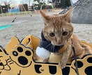うちの子がいちばん！愛猫の自慢話聞きます 愛猫とのエピソード、特技、猫愛なんでもお話しください イメージ8