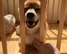 柴犬の写真撮ります 散歩行けば「イケメンだね」と声をかけられる4歳のオスです イメージ4