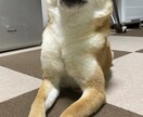 極小豆柴の写真を売ります 2歳の可愛い柴犬をお好みのアングルで撮ります！ イメージ6