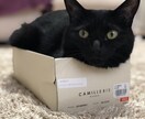 わんちゃん猫ちゃんをリアルタッチでイラストにします ペットのリアルタッチイラスト化 イメージ2