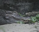 写真加工や、シンガポールにある物の写真を撮ります 依頼主の満足いくまで！何度もやり直します！ イメージ3