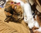 幅広く！愚痴の相手＆その他諸々相談乗ります 博愛主義＆平和主義のやんわり相談室(何でも屋さん) イメージ1