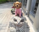 楽しくワンコにしつけと技を教えられます お座りから吠えろまでモデル犬に必要なスキル習得が出来ます イメージ9