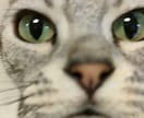 愛しい目が語るワンちゃんネコちゃんの気持ち教えます チワワのあんちゃんマンチカンのめるちゃんアメショーのるみの父 イメージ6