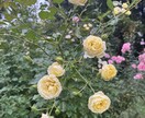 お悩みに寄り添い、エネルギーを繋げて視ていきます 不安や心配になったらいつでも来てください♡ イメージ6