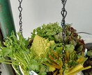 お好きな植物を育て＆弱った植物を再生します 先ずはチャットでご相談ください イメージ4