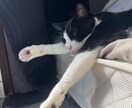 やさしくお話聞きます♡愚痴・雑談・猫トークOKます 猫好き主婦がやさしくお話聞きます イメージ3