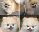 愛犬のオーダーメイド羊毛フェルトでお作り致します 羊毛フェルト作家BonBon☆Sucre イメージ4
