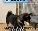 ペットのショート動画を編集します 犬や猫の動画をかわいく見やすく編集します イメージ3
