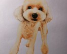 色々な画材でで人物や動物を描きます 人物や動物を得意とします。まずはご相談下さい イメージ1