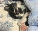 わんちゃん、ねこちゃんの相談乗ります 動物看護師がわんちゃん、ねこちゃんのお悩み相談乗ります！ イメージ4