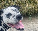 ペットのいるお友達や記念日のプレゼントにします 最高に可愛いあなたのペットの写真をイラストに！ イメージ2